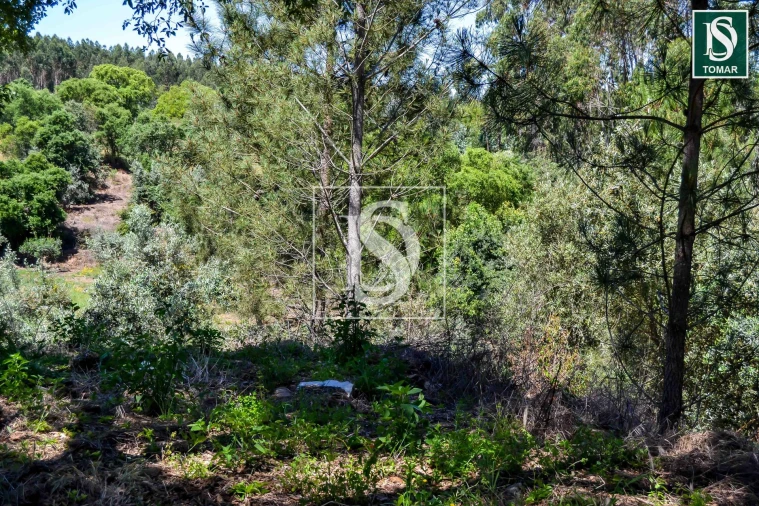 Moradia T3 para Venda em Serra e Junceira Foto 10