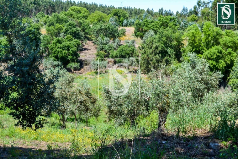Moradia T3 para Venda em Serra e Junceira Foto 3