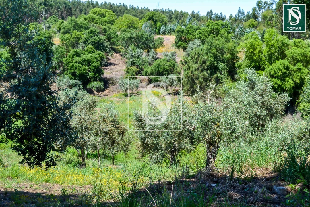 Moradia T3 para Venda em Serra e Junceira Foto 3