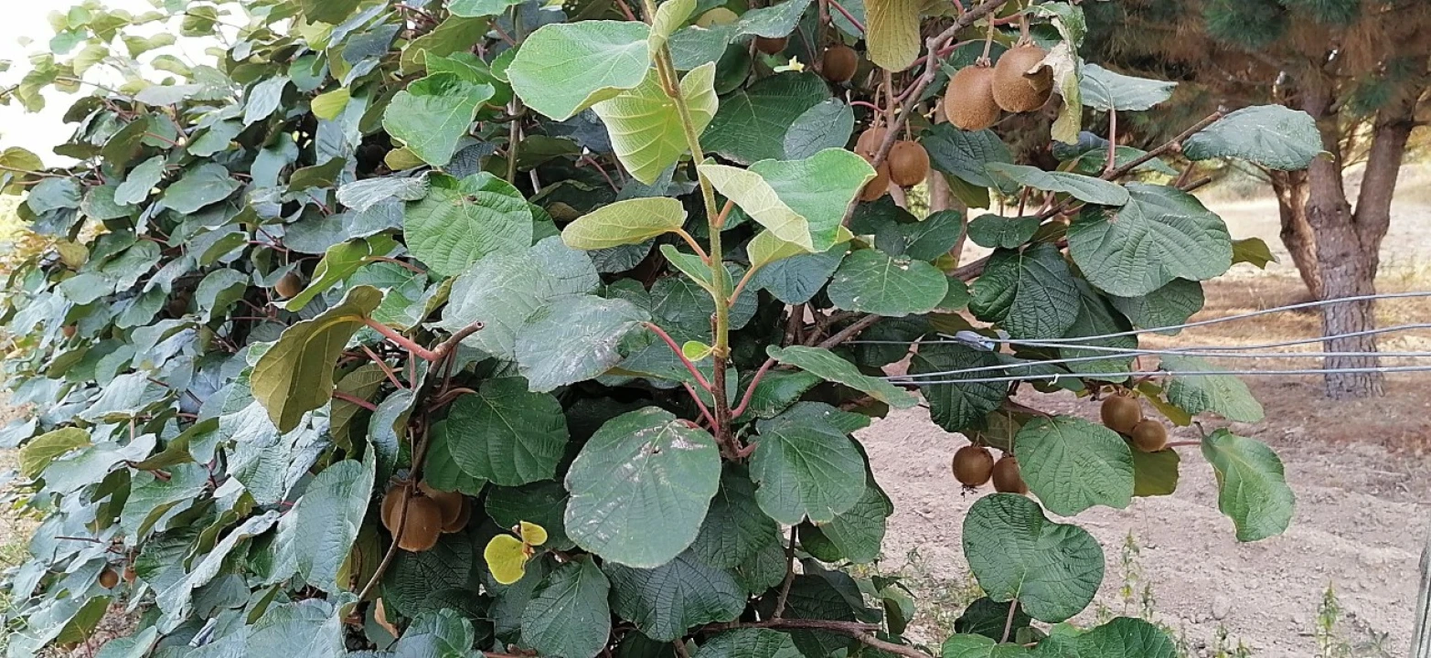 Terreno para Venda em Rio Torto e Lagarinhos Foto 5