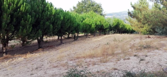 Terreno para Venda em Rio Torto e Lagarinhos