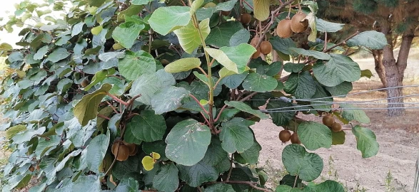 Terreno para Venda em Rio Torto e Lagarinhos