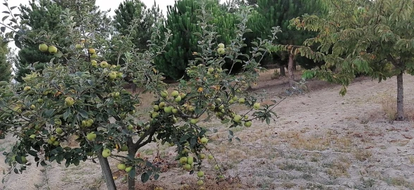 Terreno para Venda em Rio Torto e Lagarinhos