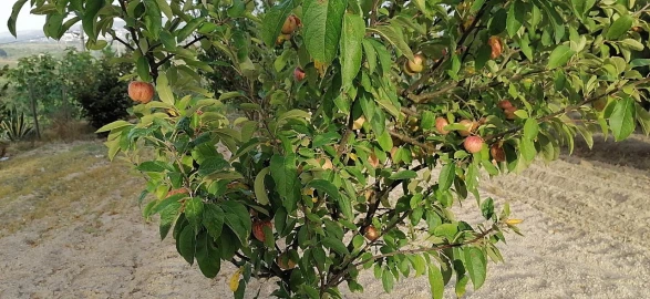 Terreno para Venda em Rio Torto e Lagarinhos