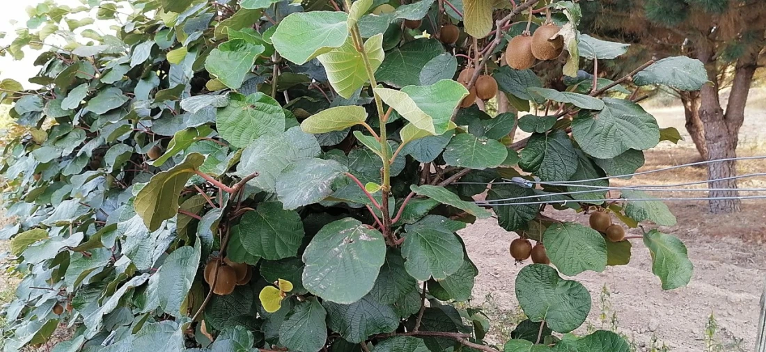 Terreno para Venda em Rio Torto e Lagarinhos Foto 5