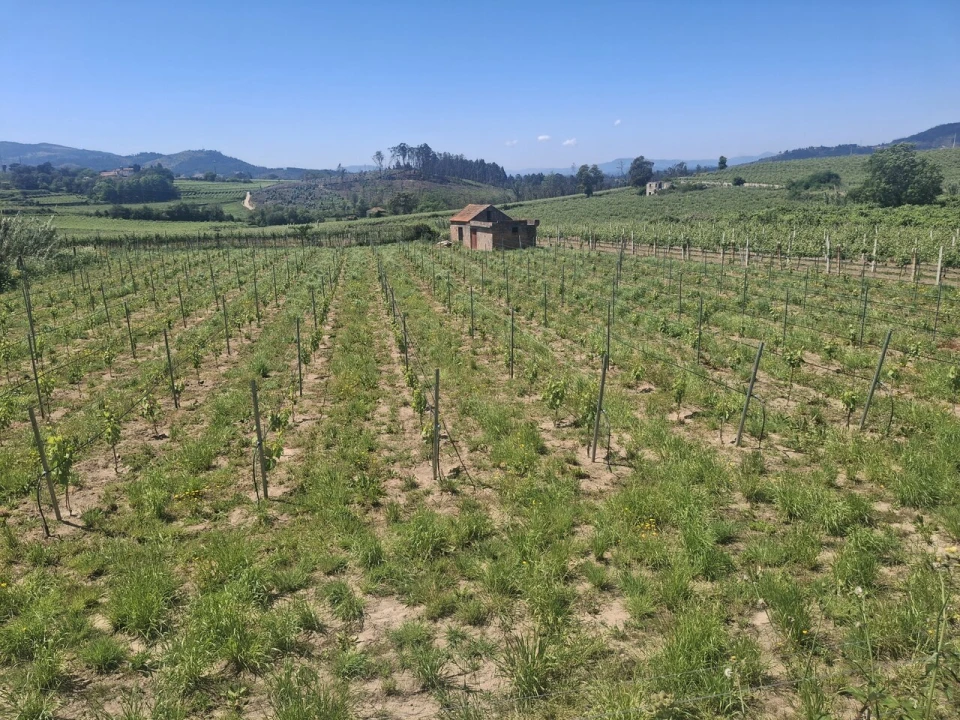 Terreno para Venda em Messegães, Valadares e Sá Foto 3