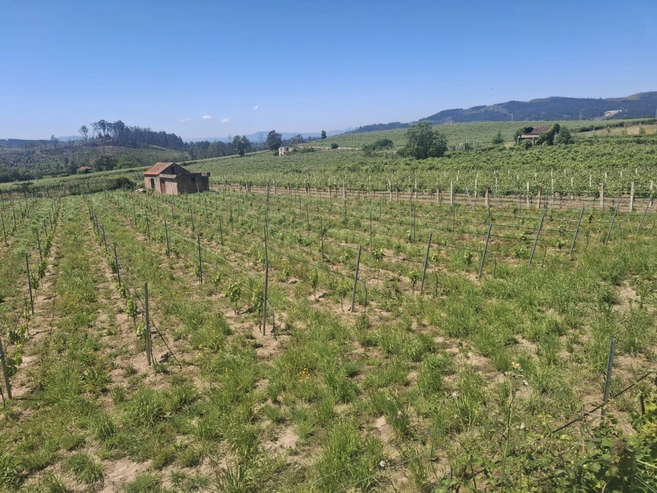 Terreno para Venda em Messegães, Valadares e Sá Foto 4