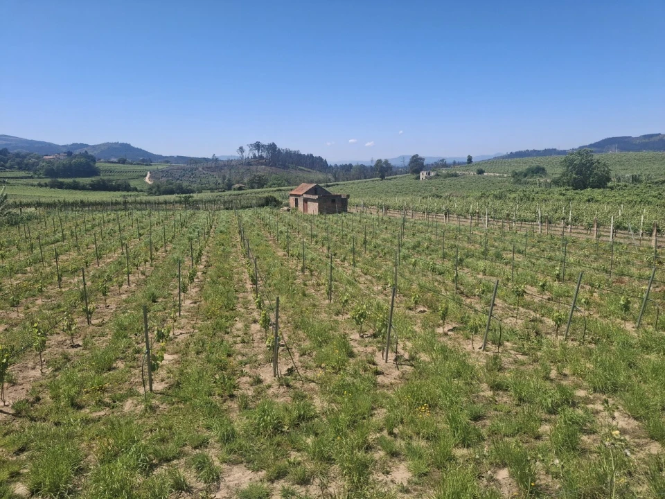 Terreno para Venda em Messegães, Valadares e Sá Foto 1