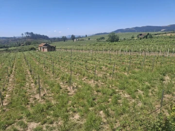 Terreno para Venda em Messegães, Valadares e Sá