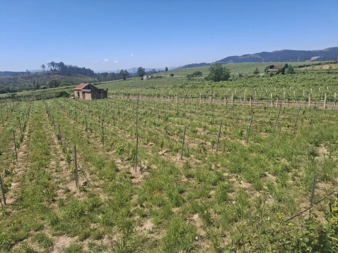 Terreno para Venda em Messegães, Valadares e Sá Foto 4