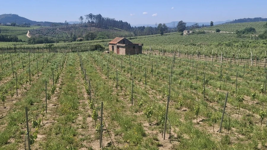 Terreno para Venda em Messegães, Valadares e Sá
