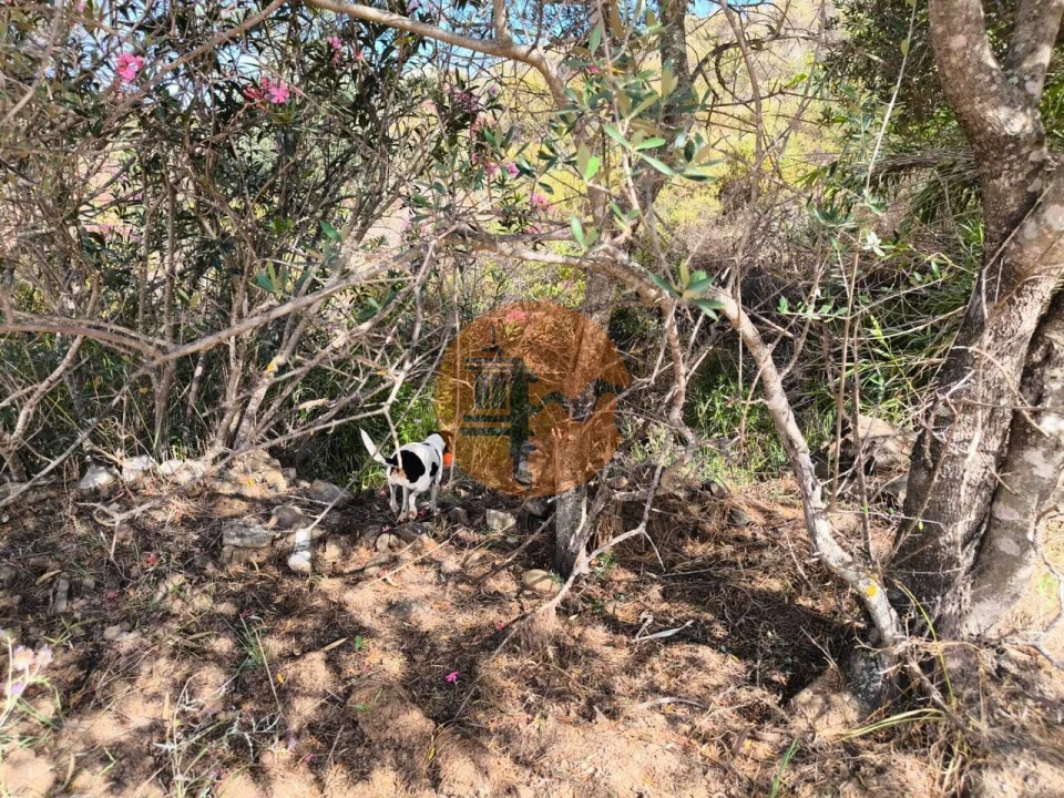 Terreno para Venda em Castro Marim Foto 11