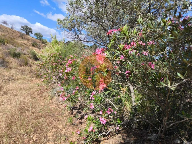 Terreno para Venda em Castro Marim Foto 5