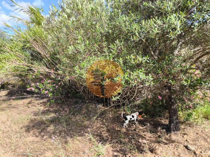 Terreno para Venda em Castro Marim Foto 17