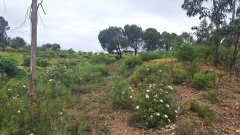 Terreno para Venda em Silves