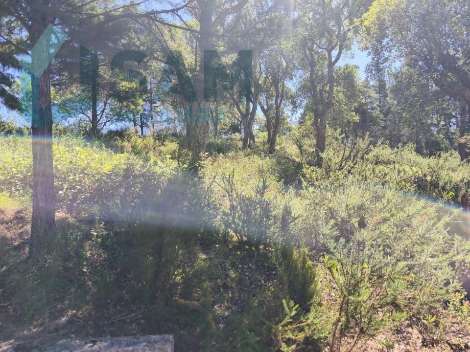 Terreno para Venda em Cadaval e Pêro Moniz Foto 6