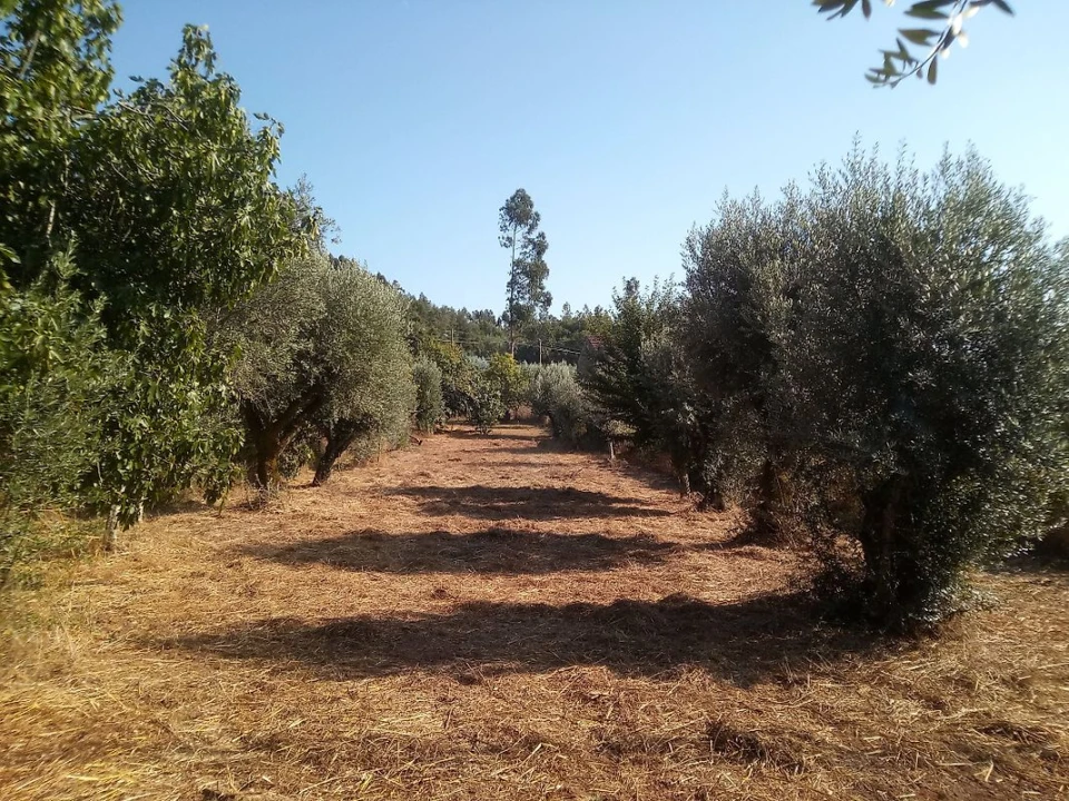 Terreno para Venda em Areias e Pias Foto 3
