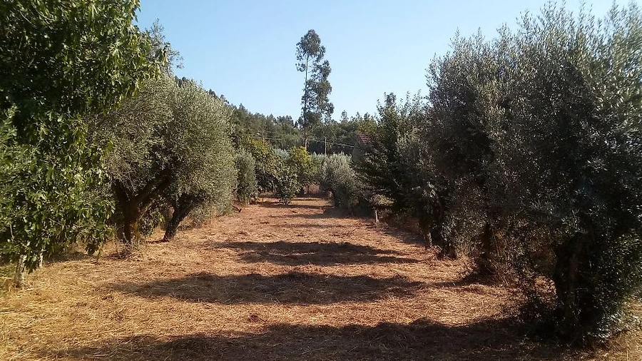Terreno para Venda em Areias e Pias