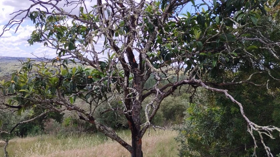 Terreno para Venda em Perais