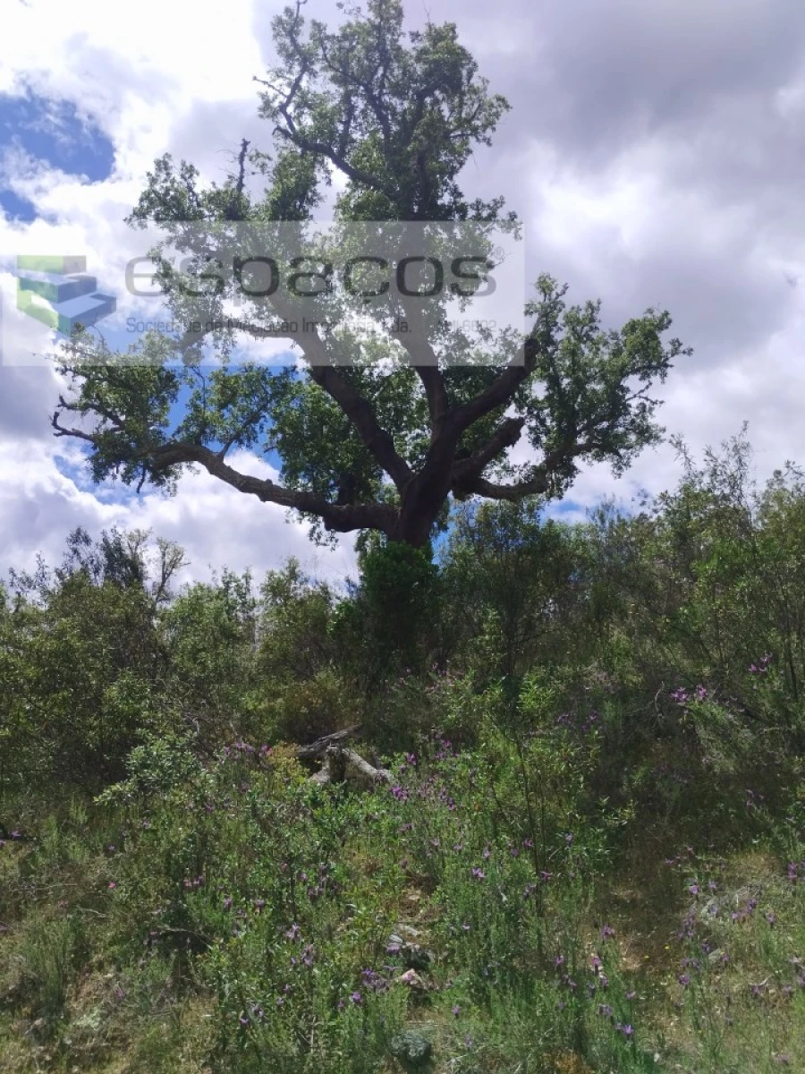 Terreno para Venda em Perais Foto 5