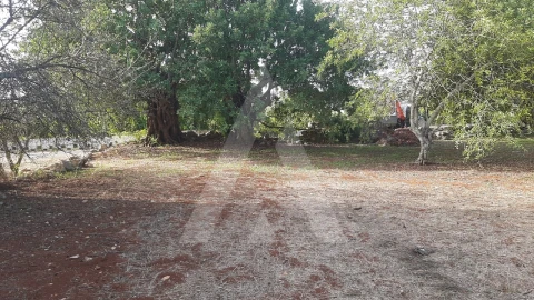 Terreno para Venda em São Brás de Alportel