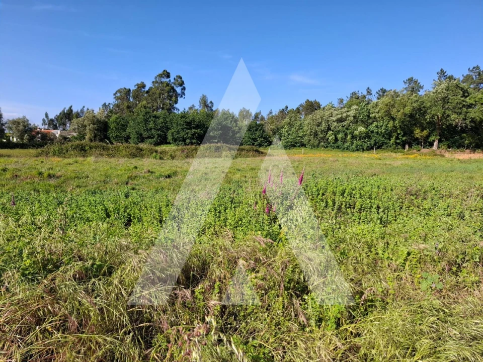 Terreno para Venda em Avelãs de Caminho Foto 6