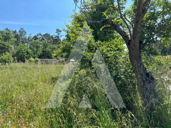 Terreno para Venda em Avelãs de Caminho Foto 10