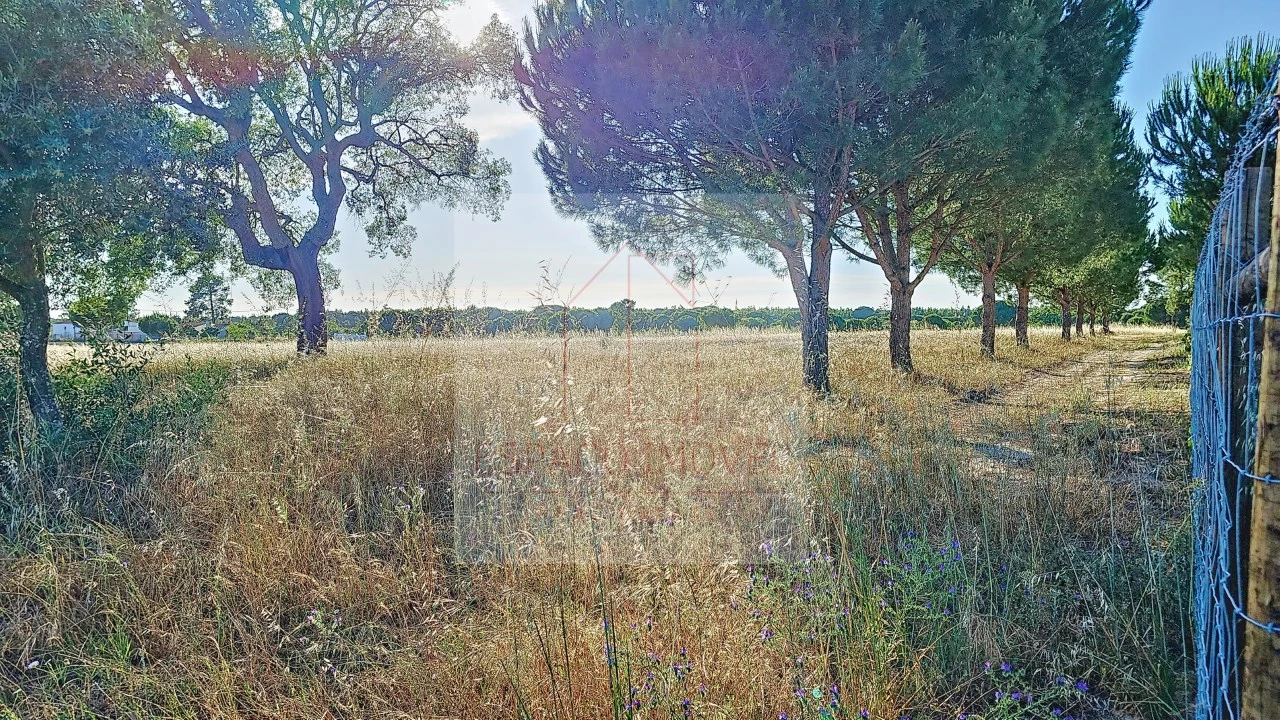 Terreno Agricola ou Rústico para Venda em Branca Foto 4