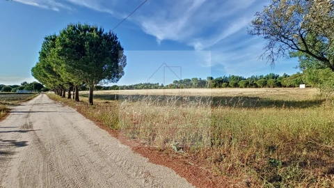 Terreno Agricola ou Rústico para Venda em Branca
