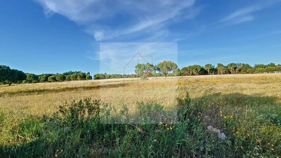 Terreno Agricola ou Rústico para Venda em Branca Foto 9