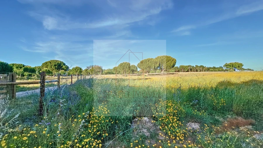 Terreno Agricola ou Rústico para Venda em Branca Foto 10