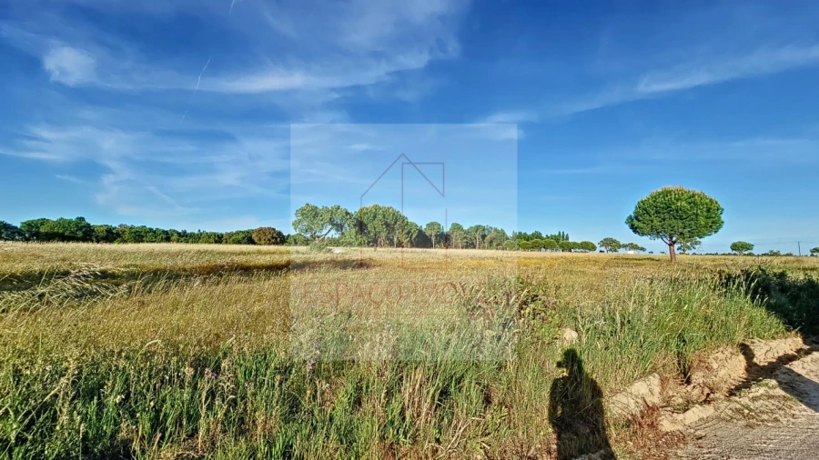 Terreno Agricola ou Rústico para Venda em Branca Foto 12