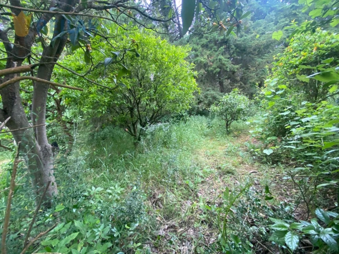 Terreno para Venda em Alenquer (Santo Estêvão e Triana) Foto 7