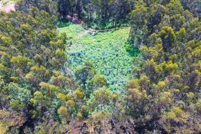 Terreno para Venda em Santa Cruz