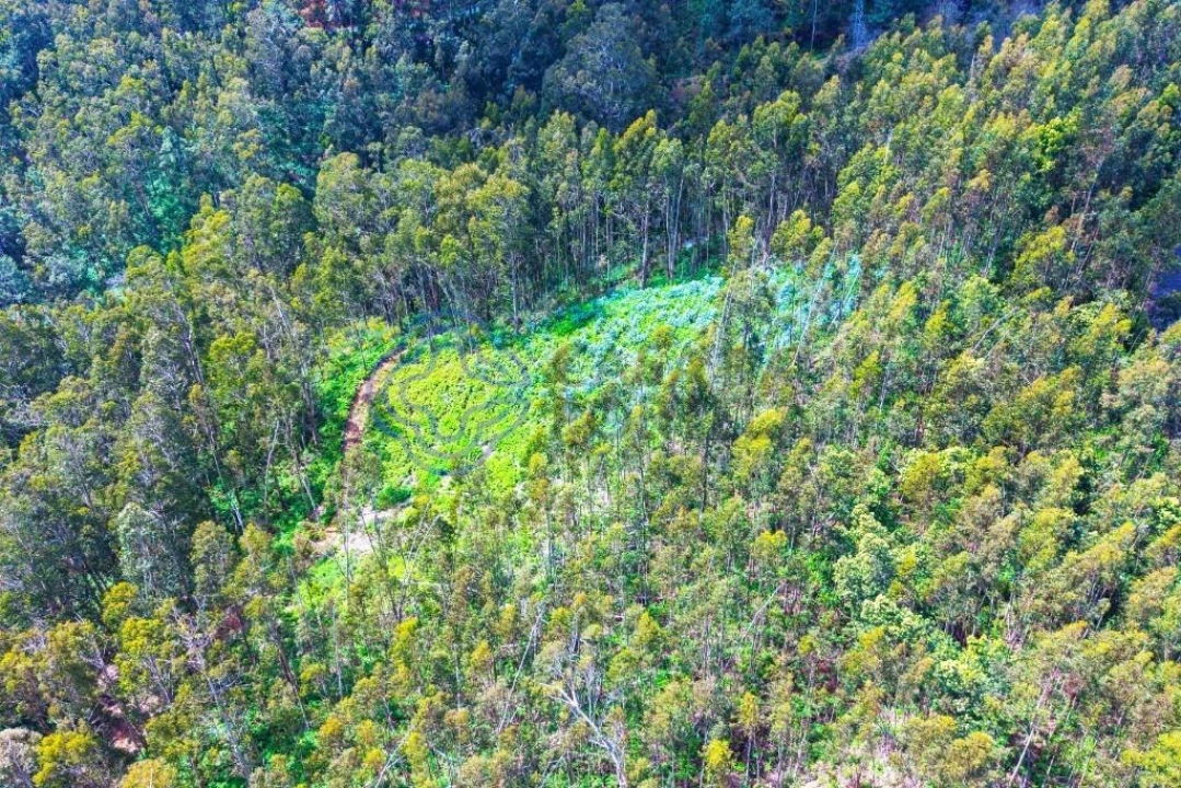 Terreno para Venda em Santa Cruz Foto 13