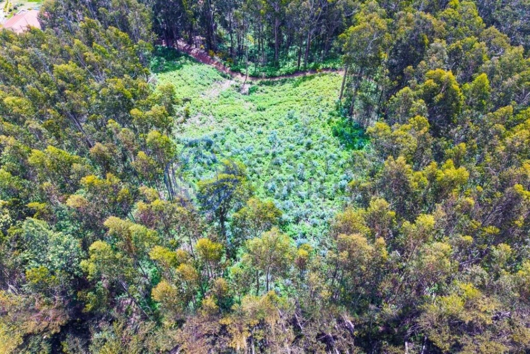 Terreno para Venda em Santa Cruz Foto 4