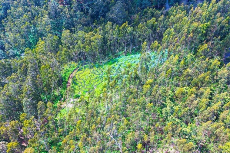 Terreno para Venda em Santa Cruz Foto 13