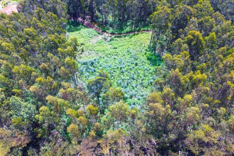 Terreno para Venda em Santa Cruz Foto 4