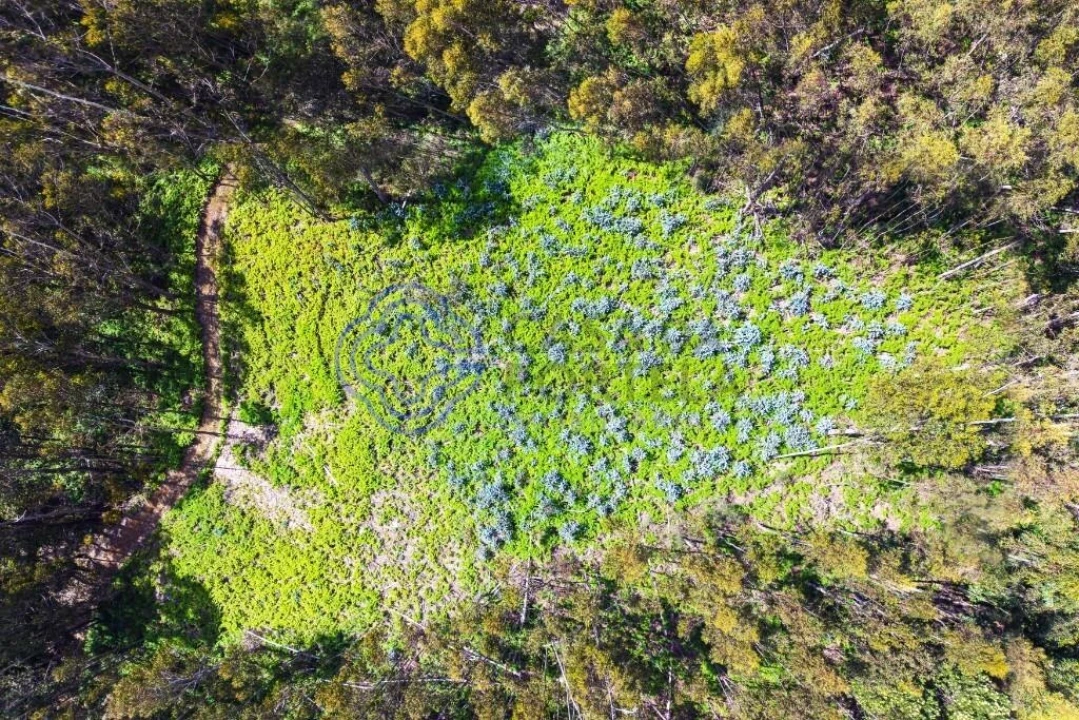 Terreno para Venda em Santa Cruz Foto 1