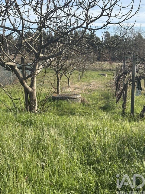Terreno para Venda em São Martinho de Árvore e Lamarosa