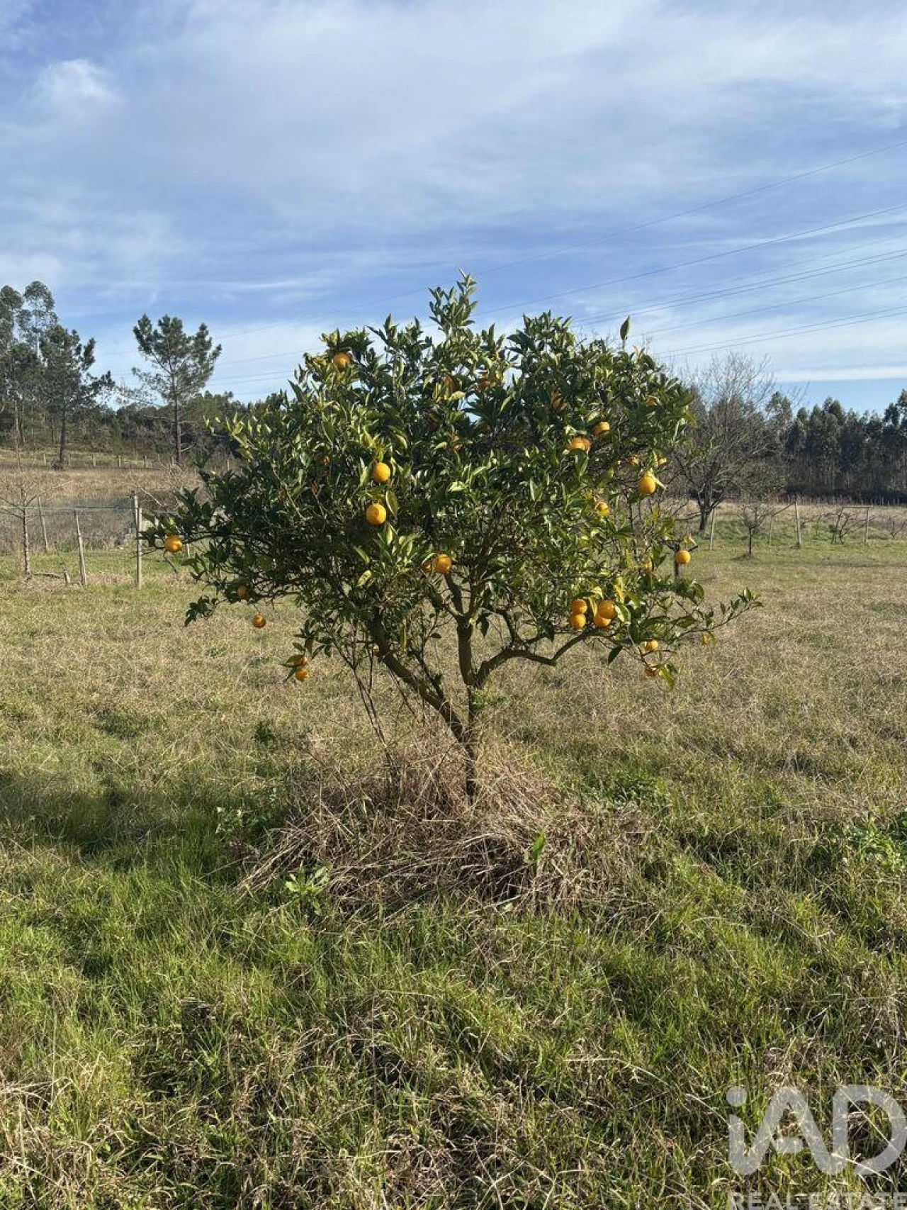 Terreno para Venda em São Martinho de Árvore e Lamarosa Foto 12