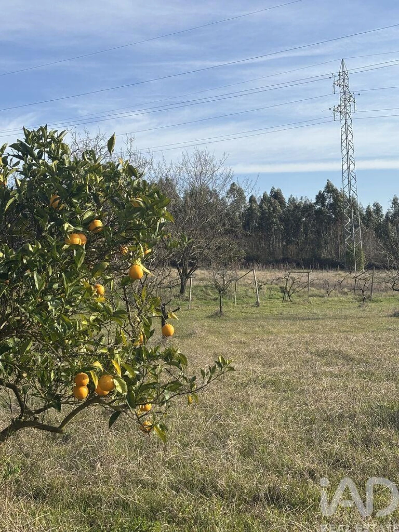 Terreno para Venda em São Martinho de Árvore e Lamarosa Foto 13