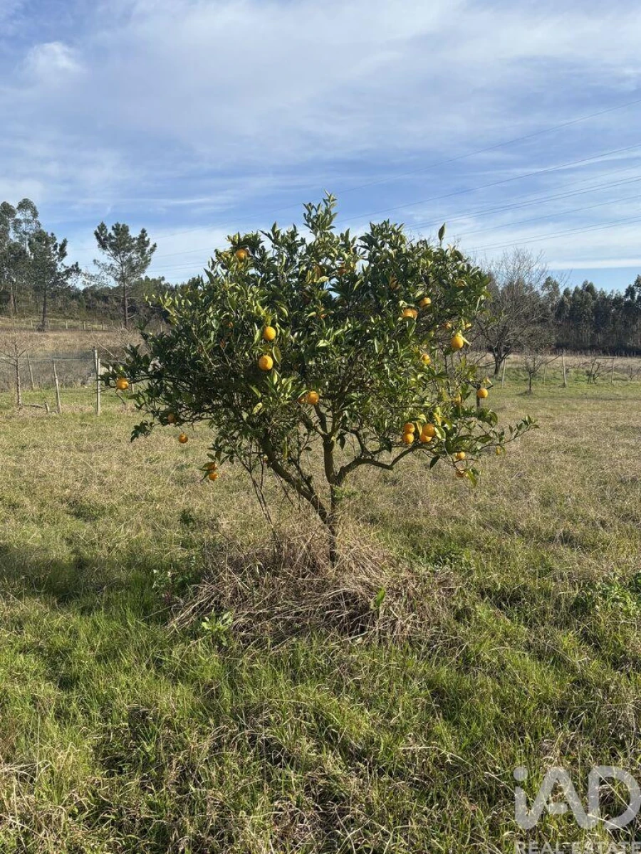 Terreno para Venda em São Martinho de Árvore e Lamarosa Foto 12
