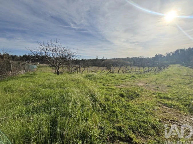 Terreno para Venda em São Martinho de Árvore e Lamarosa Foto 3