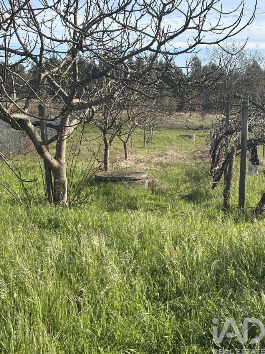 Terreno para Venda em São Martinho de Árvore e Lamarosa Foto 11