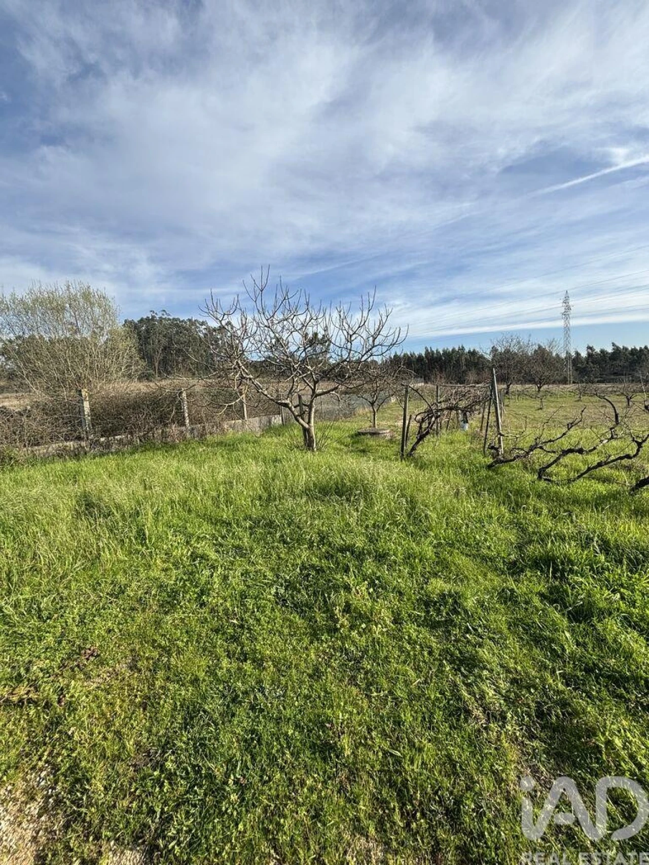 Terreno para Venda em São Martinho de Árvore e Lamarosa Foto 4