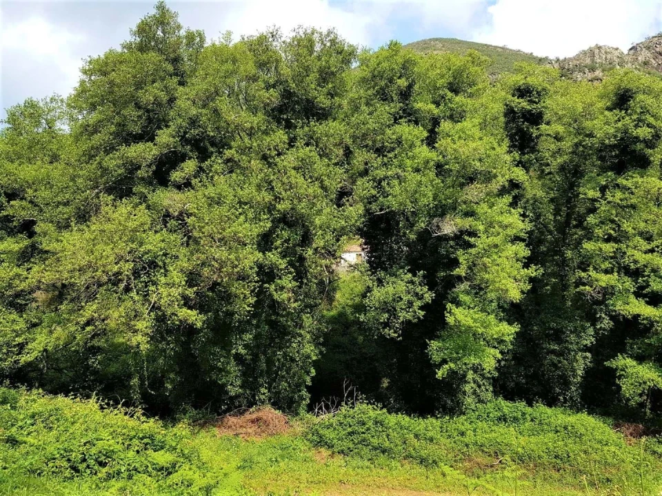Terreno para Venda em Marmelete Foto 6