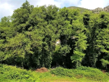 Terreno para Venda em Marmelete