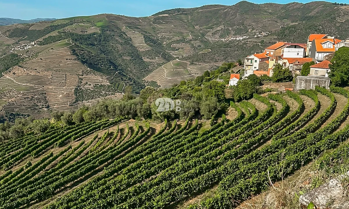 Quinta T5 para Venda em Tabuaço Foto 15