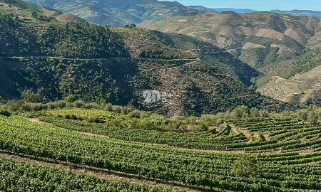Quinta T5 para Venda em Tabuaço